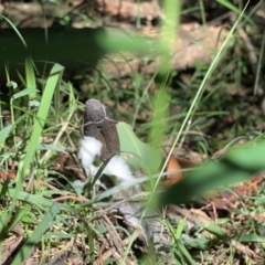 Drechmeria gunnii at Quaama, NSW - 16 Apr 2020 01:48 PM