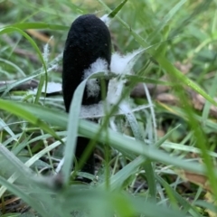 Drechmeria gunnii at Quaama, NSW - 16 Apr 2020 01:48 PM