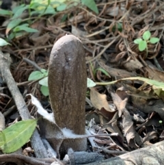 Drechmeria gunnii at Quaama, NSW - 16 Apr 2020 01:48 PM