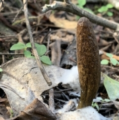 Drechmeria gunnii at Quaama, NSW - 16 Apr 2020 01:48 PM