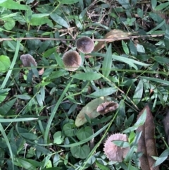 Mycena sp. (genus) (Mycena) at Quaama, NSW - 16 Apr 2020 by FionaG