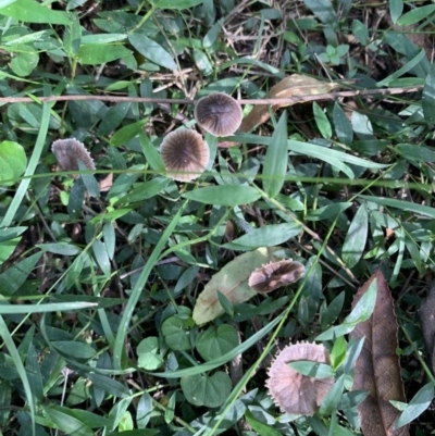 Unidentified Cup or disk - with no 'eggs' at Quaama, NSW - 16 Apr 2020 by FionaG
