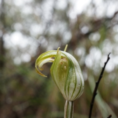 Diplodium ampliatum (Large Autumn Greenhood) at Mount Majura - 5 Apr 2014 by AaronClausen