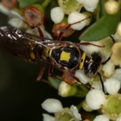 Agriomyia sp. (genus) (Yellow flower wasp) at Dunlop, ACT - 30 Jan 2013 by Bron