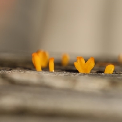Calocera sp. at Quaama, NSW - 10 Apr 2020 by FionaG