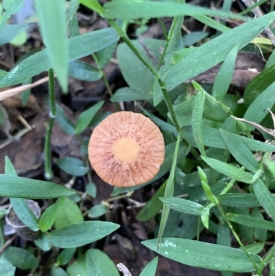 Unidentified Cup or disk - with no 'eggs' at Quaama, NSW - 16 Apr 2020 by FionaG