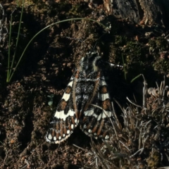 Apina callisto (Pasture Day Moth) at Majura, ACT - 17 Apr 2020 by jb2602