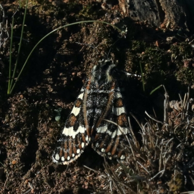 Apina callisto (Pasture Day Moth) at Majura, ACT - 17 Apr 2020 by jbromilow50