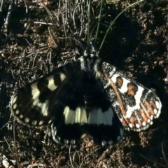 Apina callisto at Majura, ACT - 17 Apr 2020