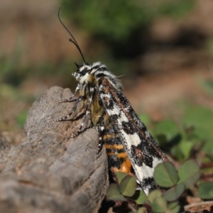 Apina callisto at Majura, ACT - 17 Apr 2020