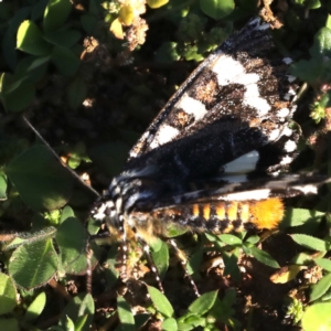 Apina callisto at Majura, ACT - 17 Apr 2020