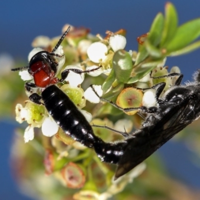 Rhagigaster ephippiger (Smooth flower wasp) at Dunlop, ACT - 30 Jan 2013 by Bron