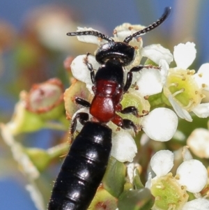 Rhagigaster ephippiger at Dunlop, ACT - 30 Jan 2013 03:23 PM