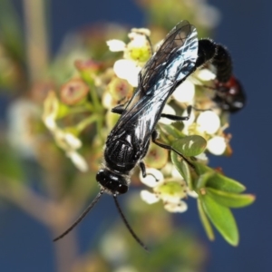 Rhagigaster ephippiger at Dunlop, ACT - 30 Jan 2013