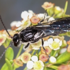 Rhagigaster ephippiger at Dunlop, ACT - 30 Jan 2013