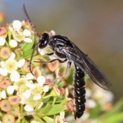 Rhagigaster ephippiger at Dunlop, ACT - 30 Jan 2013 03:23 PM