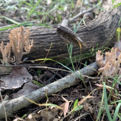 Ramaria sp. (genus) (A Coral fungus) at Quaama, NSW - 16 Apr 2020 by FionaG