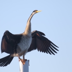 Anhinga novaehollandiae at Merimbula, NSW - 18 Apr 2020