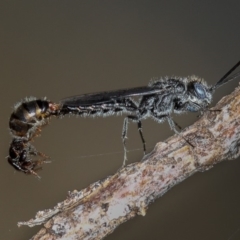 Tiphiidae (family) at Dunlop, ACT - 25 Mar 2013 11:33 AM