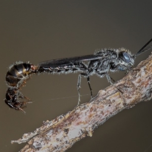 Tiphiidae (family) at Dunlop, ACT - 25 Mar 2013 11:33 AM