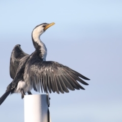 Microcarbo melanoleucos (Little Pied Cormorant) at Merimbula, NSW - 18 Apr 2020 by Leo