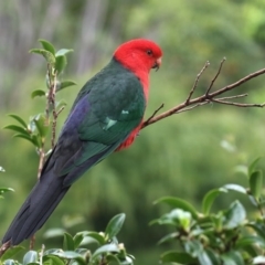 Alisterus scapularis (Australian King-Parrot) at Merimbula, NSW - 9 Apr 2020 by Leo