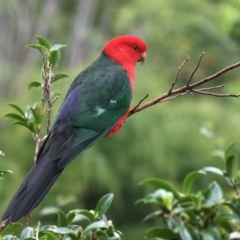 Alisterus scapularis (Australian King-Parrot) at Merimbula, NSW - 8 Apr 2020 by Leo
