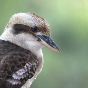 Dacelo novaeguineae at Merimbula, NSW - 10 Apr 2020