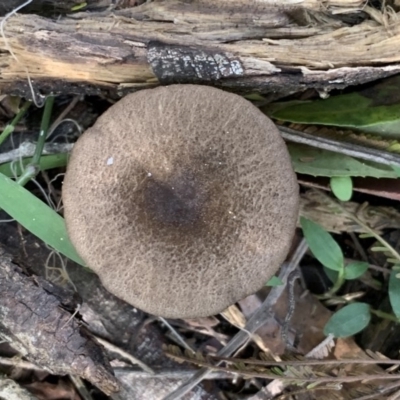 Unidentified Cup or disk - with no 'eggs' at Quaama, NSW - 16 Apr 2020 by FionaG