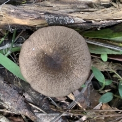 Unidentified Fungus, Moss, Liverwort, etc (TBC) at Quaama, NSW - 16 Apr 2020 by FionaG