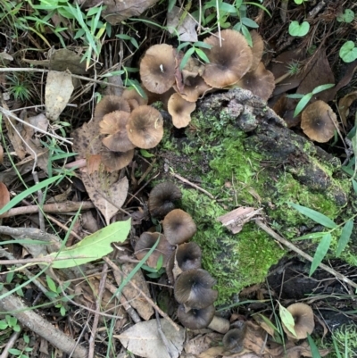 Unidentified Fungus, Moss, Liverwort, etc at Quaama, NSW - 16 Apr 2020 by FionaG