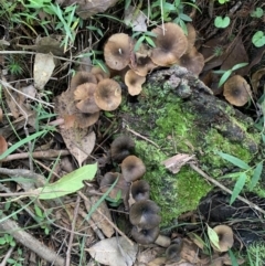 Unidentified Fungus, Moss, Liverwort, etc (TBC) at Quaama, NSW - 16 Apr 2020 by FionaG