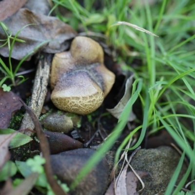 Unidentified Fungus, Moss, Liverwort, etc at Quaama, NSW - 18 Apr 2020 by FionaG