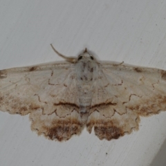 Sandava xylistis (Rusty Snout) at Ainslie, ACT - 16 Apr 2020 by jb2602