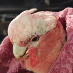 Eolophus roseicapilla (Galah) at Kambah, ACT - 18 Apr 2020 by MatthewFrawley