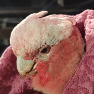 Eolophus roseicapilla (Galah) at Kambah, ACT - 18 Apr 2020 by MatthewFrawley