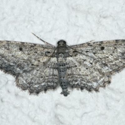 Psilosticha pristis (Little Brown Bark Moth) at Ainslie, ACT - 16 Apr 2020 by jbromilow50