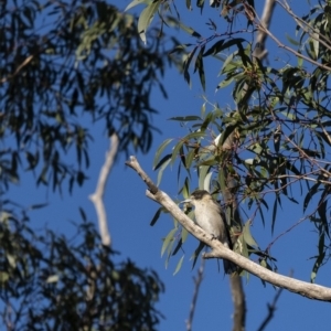 Cracticus torquatus at Penrose - 18 Apr 2020