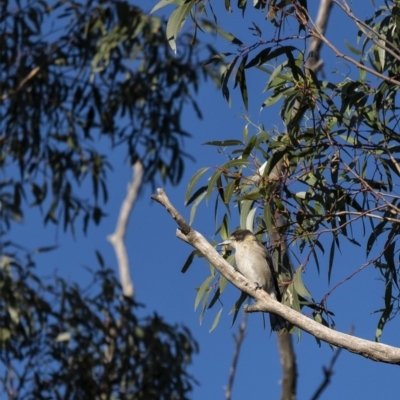 Cracticus torquatus (Grey Butcherbird) at Penrose - 18 Apr 2020 by Aussiegall