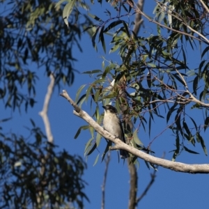 Cracticus torquatus at Penrose - 18 Apr 2020