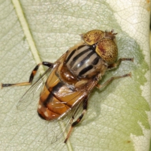 Eristalinus punctulatus at Evatt, ACT - 27 Oct 2015