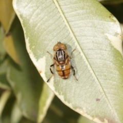 Eristalinus punctulatus at Evatt, ACT - 27 Oct 2015 05:49 PM