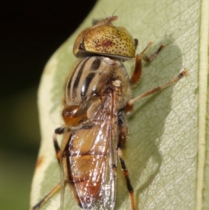 Eristalinus punctulatus at Evatt, ACT - 27 Oct 2015