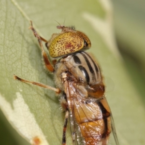 Eristalinus punctulatus at Evatt, ACT - 27 Oct 2015 05:49 PM