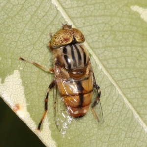 Eristalinus punctulatus at Evatt, ACT - 27 Oct 2015 05:49 PM