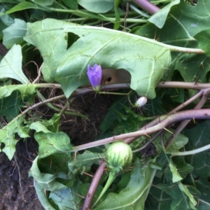 Solanum pungetium at Bendalong, NSW - 18 Apr 2020