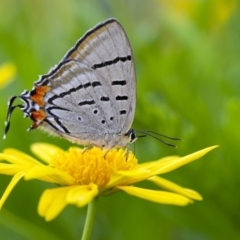 Jalmenus evagoras (Imperial Hairstreak) at Penrose, NSW - 18 Apr 2020 by Aussiegall