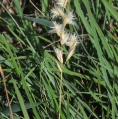 Rytidosperma sp. (Wallaby Grass) at Harrison, ACT - 13 Mar 2020 by AndrewZelnik