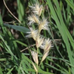 Rytidosperma sp. at Harrison, ACT - 13 Mar 2020