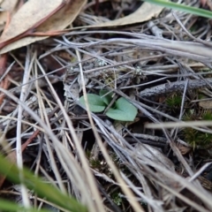Speculantha rubescens (Blushing Tiny Greenhood) at Cook, ACT - 7 Apr 2020 by CathB